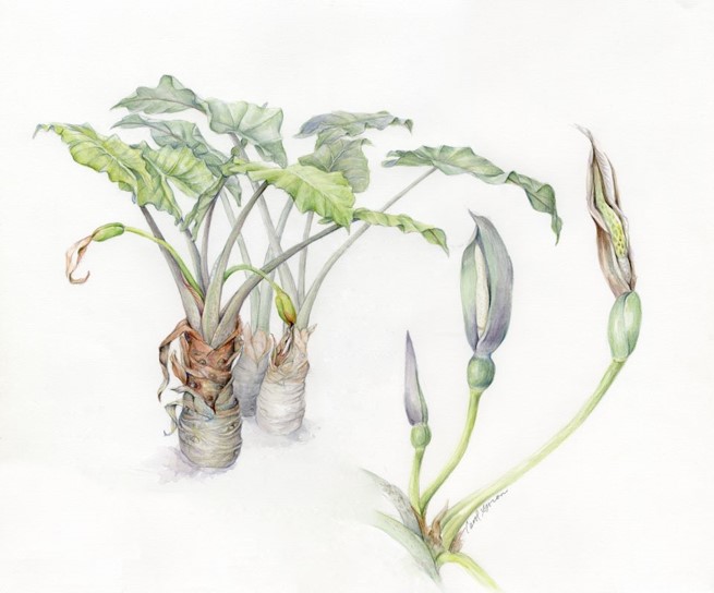 Elephant's Ear smaller