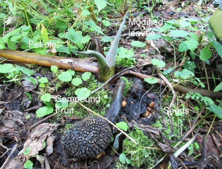 Skunk Fruit labeled smaller