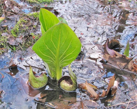 Skunk leaf back flower smaller