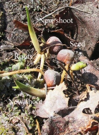 Skunk new shoots