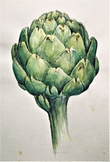 Artichoke