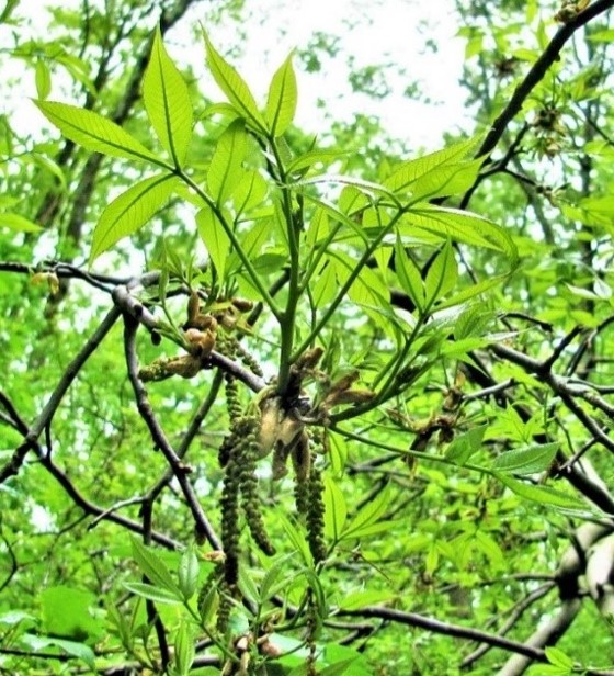 Carya flowers smaller