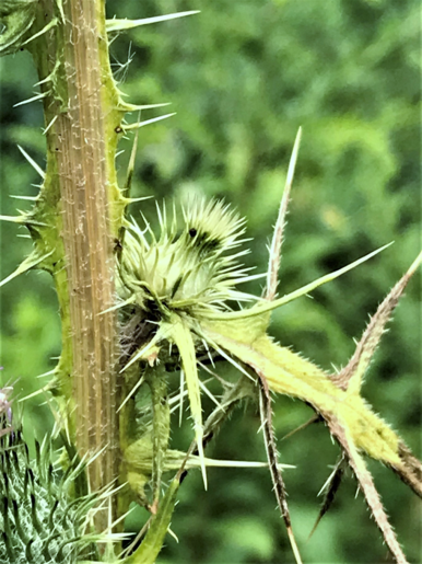 Cirsium hairs smaller