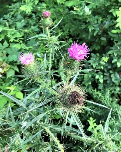 Cirsium stages
