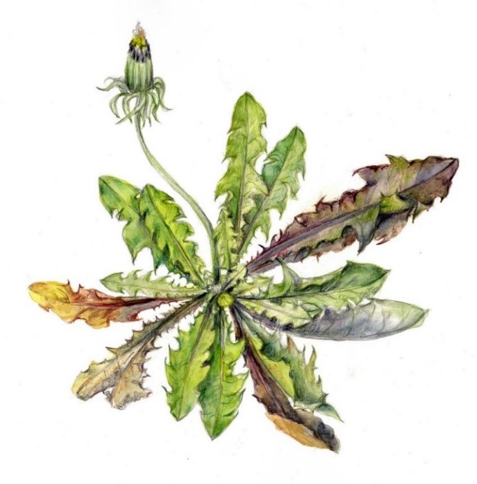 Dandelion drawing