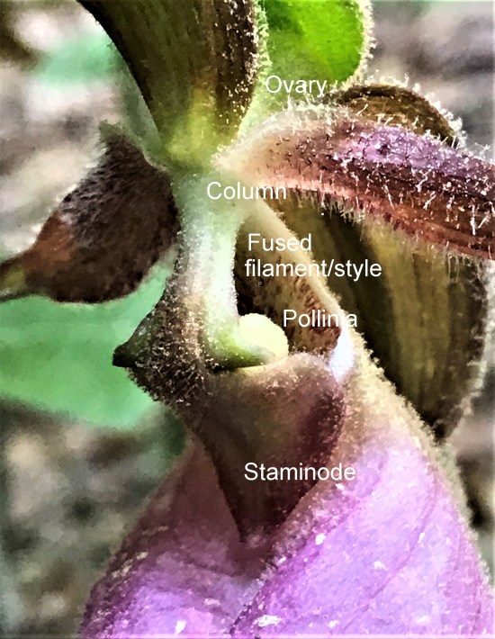 pink column ps_edited-1