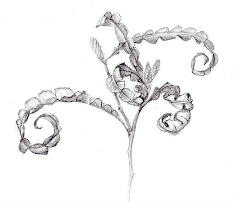 Sweet Fern Drawing taller