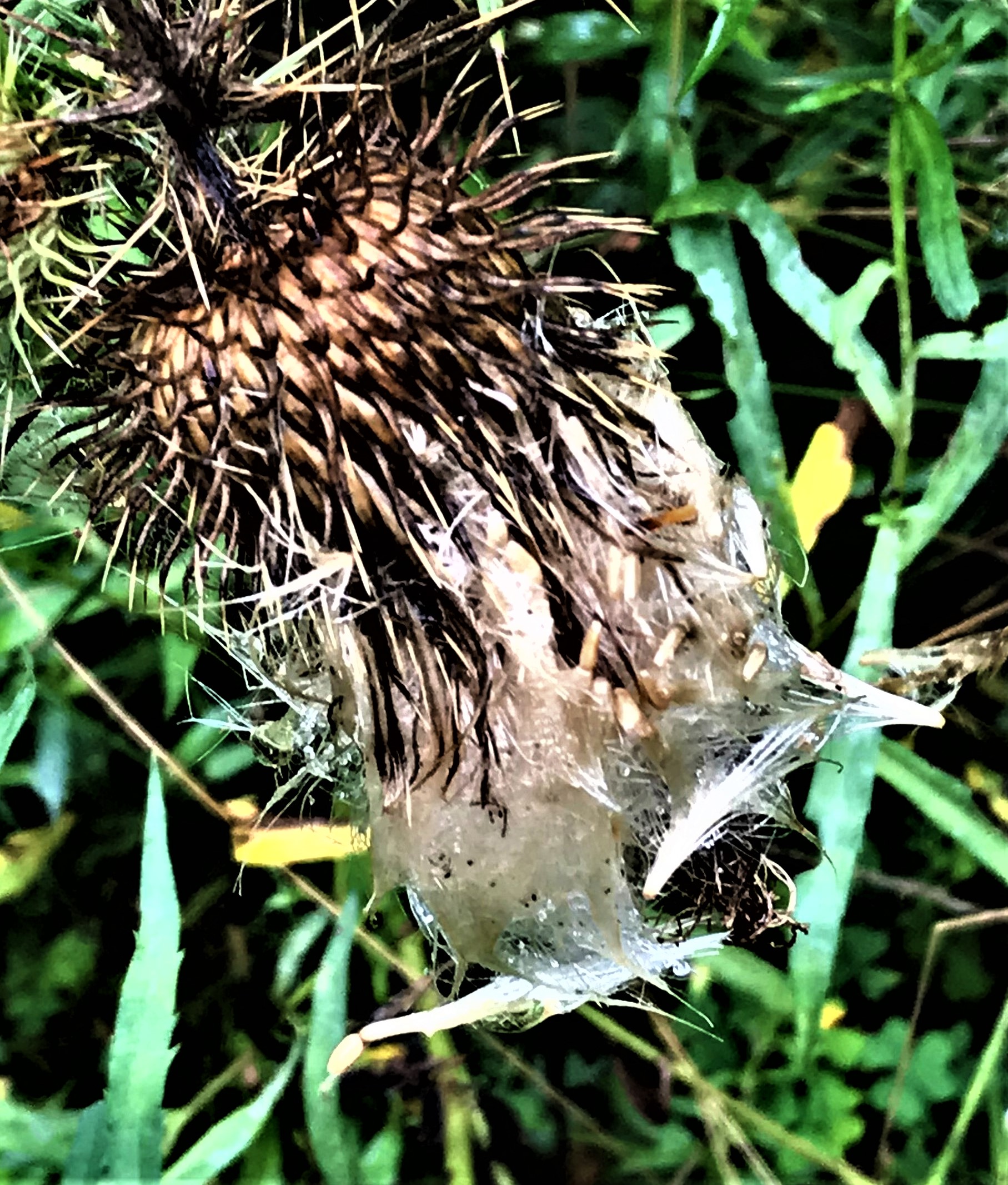 Thistle hairs achene psps