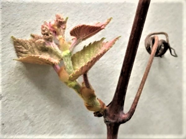 Vitis id ps